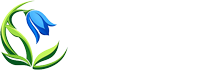 CAMPANULA CAMPING