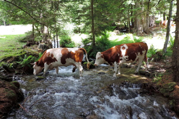 14-Campanula-camping-korutanska-karta-ankogel